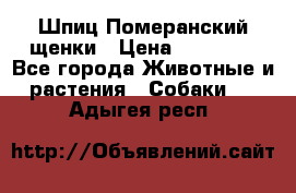 Шпиц Померанский щенки › Цена ­ 25 000 - Все города Животные и растения » Собаки   . Адыгея респ.